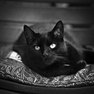 黑色短毛猫品种 英国黑色短毛猫