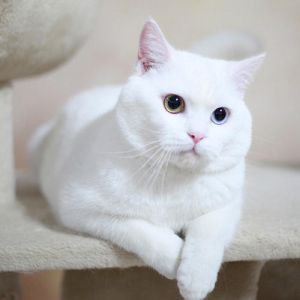 白色英国短毛猫 英国短毛猫蓝猫