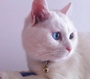 白色短毛猫是什么品种 猫的品种英国短毛
