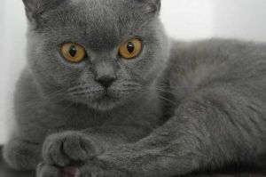 灰色短毛猫是什么品种 什么品种的猫最粘人