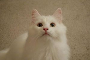 白色挪威森林猫 挪威森林猫颜色