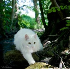 白色毛发的挪威森林猫