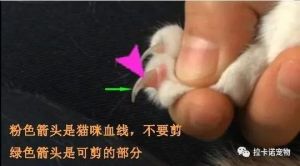 小猫什么时候剪指甲 两只小猫相互挠