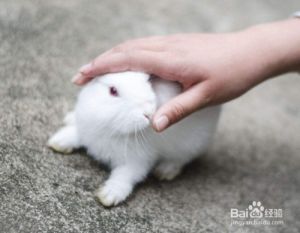 小兔子怎么培养感情 怎么跟仓鼠培养感情