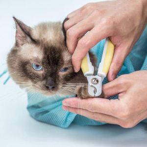 猫咪指甲剪哪一段 猫咪指甲剪怎么打开