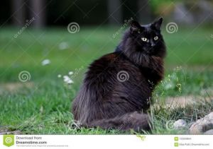 黑色挪威森林猫 挪威森林猫是巨型猫吗
