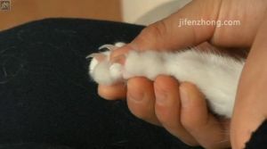 怎么给三个月小猫剪指甲 2个月的小猫可以剪指甲吗