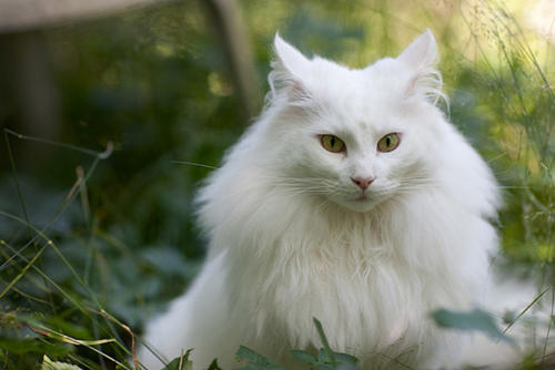 白色毛发的挪威森林猫
