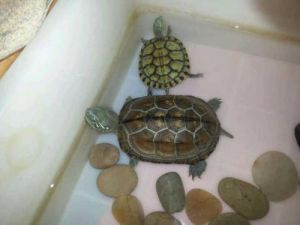 裸缸养龟好还是铺底沙养龟好 小乌龟能在水缸里养吗