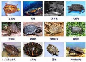 草龟的品种介绍
