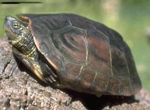 中华草龟怎么养 长寿龟