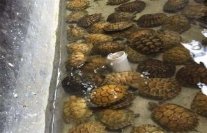 冬季幼龟的饲养方法 冬季蝈蝈的饲养方法