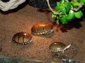 泥水养龟好还是绿水养龟好 养龟的绿水怎么培养