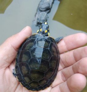 深水龟有哪些 十大最值得养的深水龟
