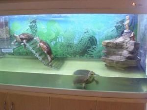 可以在鱼缸里养的乌龟 立式鱼缸能养龟吗