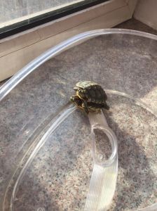 乌龟放在一米鱼缸里会淹死吗 乌龟放在家里什么地方