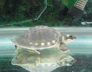 如何养深水龟 十大最好养的深水龟