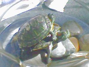 趴在鱼缸里晒太阳的乌龟议论文 乌龟为何要晒太阳