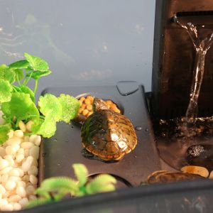 乌龟都不喜欢透明的缸吗 乌龟不受精能下蛋吗