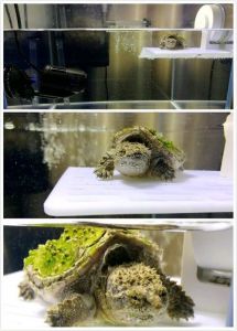 为什么玻璃缸养龟不利于发色 玻璃缸水龟