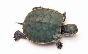 普通乌龟怎么养 普通的小乌龟冬天放水里养?