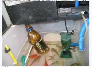 龟缸硝化细菌怎么培养 先养鱼在硝化细菌