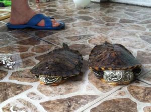 家里一养乌龟就出事 千万不要买巴西龟来养