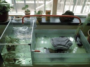 自制玻璃龟缸设计图 水陆生态龟缸图
