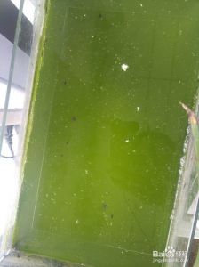 养龟的绿水怎么培养 豆瓣绿水养