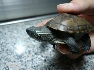 养中华龟正确养法 中华陆龟