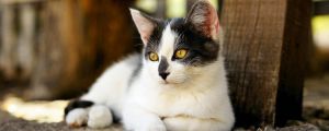 小猫发烧能自愈吗 一个月发烧的猫猫救活几率多大