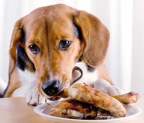狗狗真的能吃骨头吗？