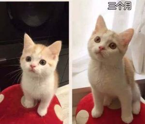 猫的成长过程与变化 猫什么时候长大