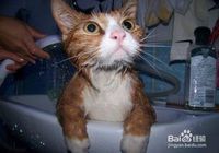 给猫澡的正确步骤 怎么给猫做衣服步骤