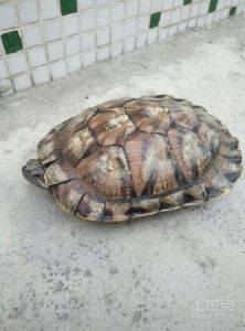 长的快的乌龟 乌龟怎么长得快