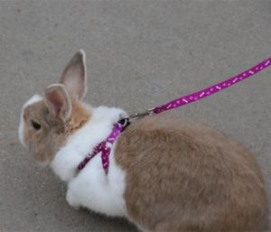遛兔绳子怎么套步骤图 遛兔子的绳子绑法
