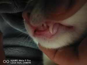 猫肚子抽搐两下是什么症状 气管抽搐是什么症状
