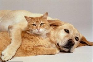 什么狗和猫相处比较好 猫和狗如何和平相处