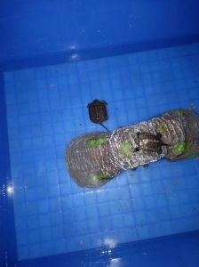 1-2厘米大的龟苗一直浮水 龟苗单独饲养