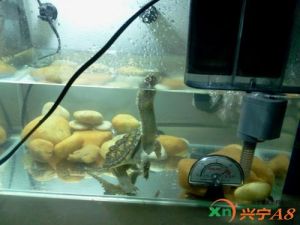 鳄龟喂养的水质环境 鳄龟生长环境