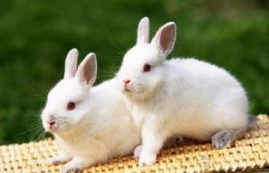 兔子多久生一窝 母兔扯毛最晚多久下兔子
