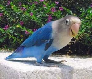 蓝色鹦鹉是什么品种 中国所有鹦鹉品种大全