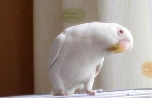 白色鹦鹉有哪些品种 会说话的鹦鹉有哪些品种