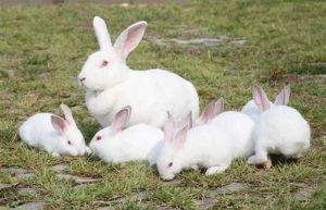 兔子的尾巴有什么用处 动物尾巴的作用