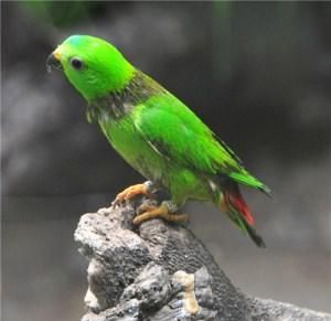 中国所有鹦鹉品种大全 虎皮鹦鹉常见10个品种图鉴带大图文库