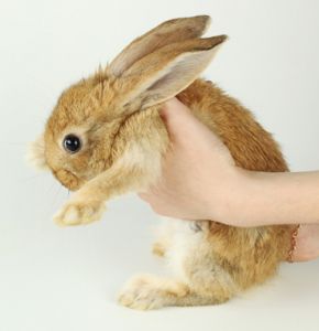 兔子最喜欢的抱姿方法 怎么判断兔子喜不喜欢主人
