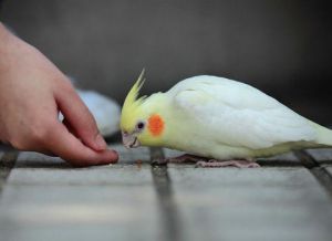 鹦鹉互相喂食是为什么 鹦鹉孵化期的喂食