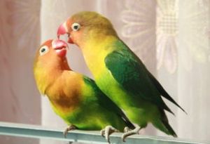 鹦鹉为什么相互咬嘴 鹦鹉相互喂食就是不下蛋什么原因