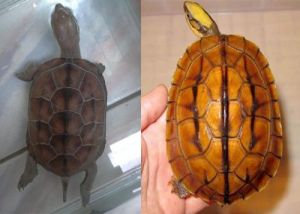 金钱龟和草龟的区别 最贵乌龟十大排名
