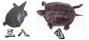 王八跟乌龟有什么区别？ 王八是乌龟吗